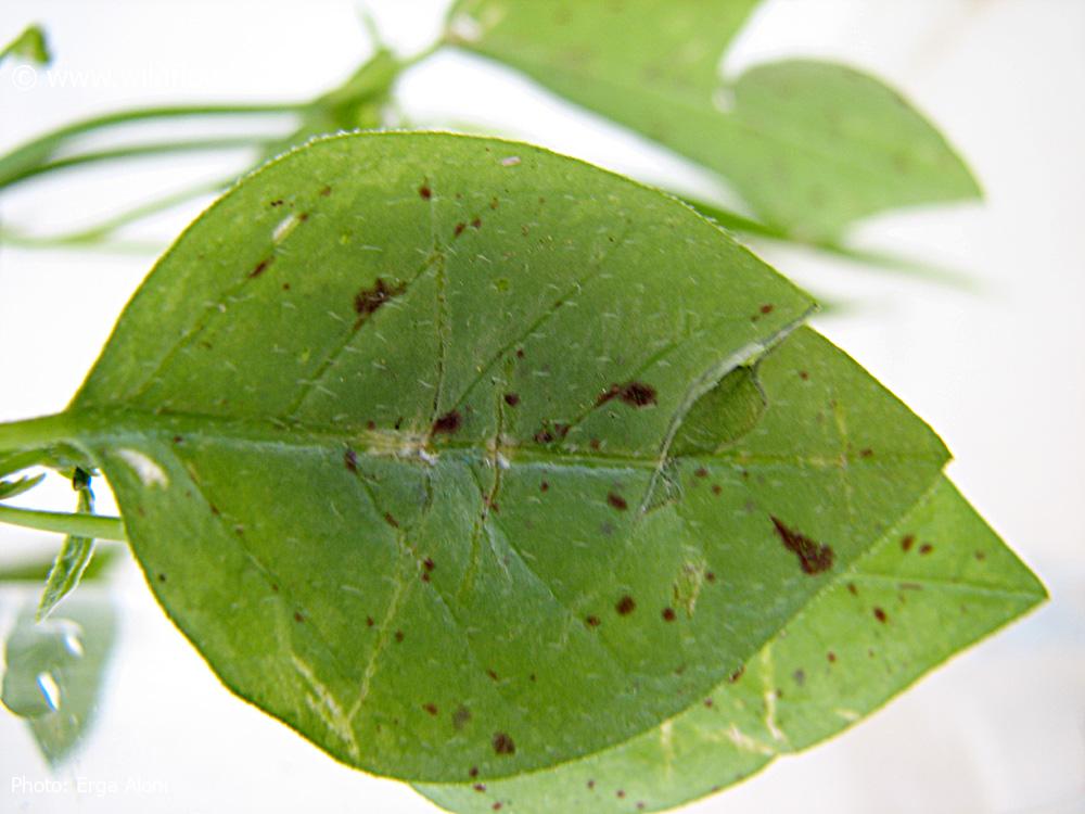 Euphorbia graminea 